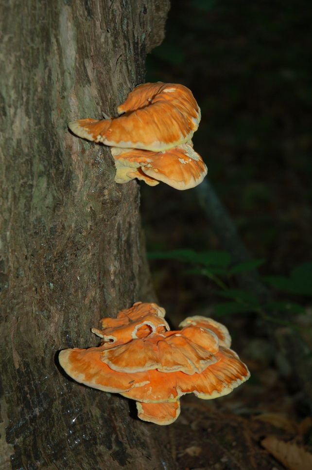 Laetiporus sulphureus(Bull.:Fr.)Murrill